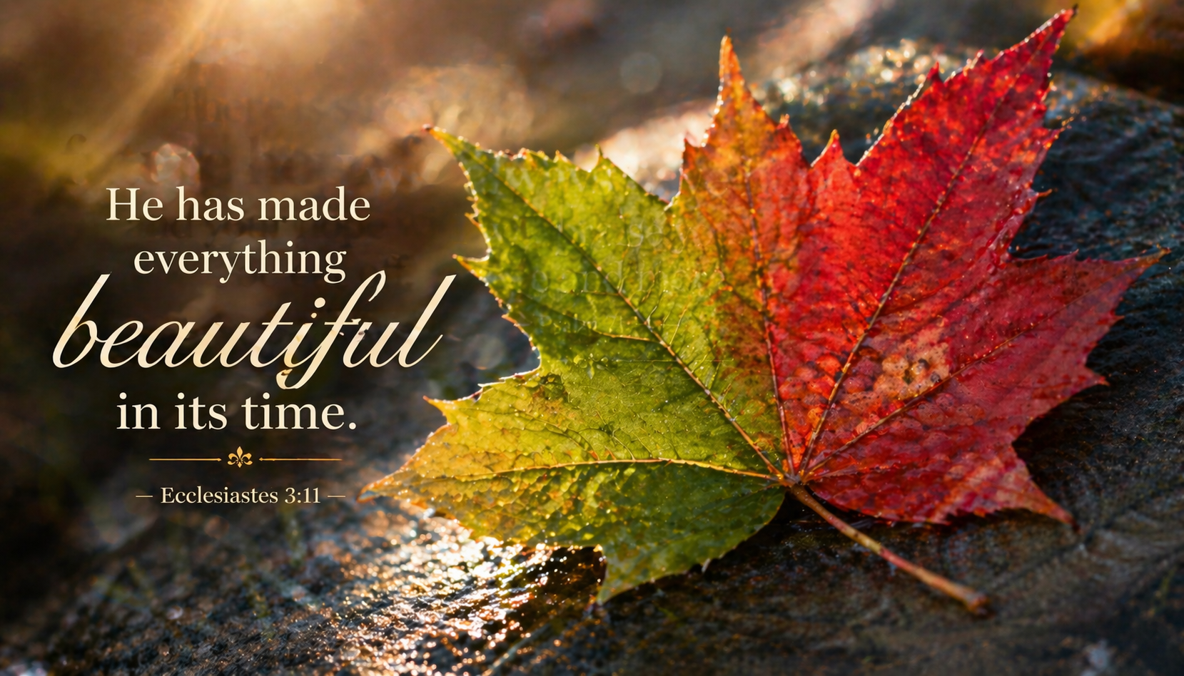 Macro close-up single autumn maple leaf half green half brilliant red caught mid-transition wet stone morning dew drops -- Ecclesiastes 3:11 wallpaper